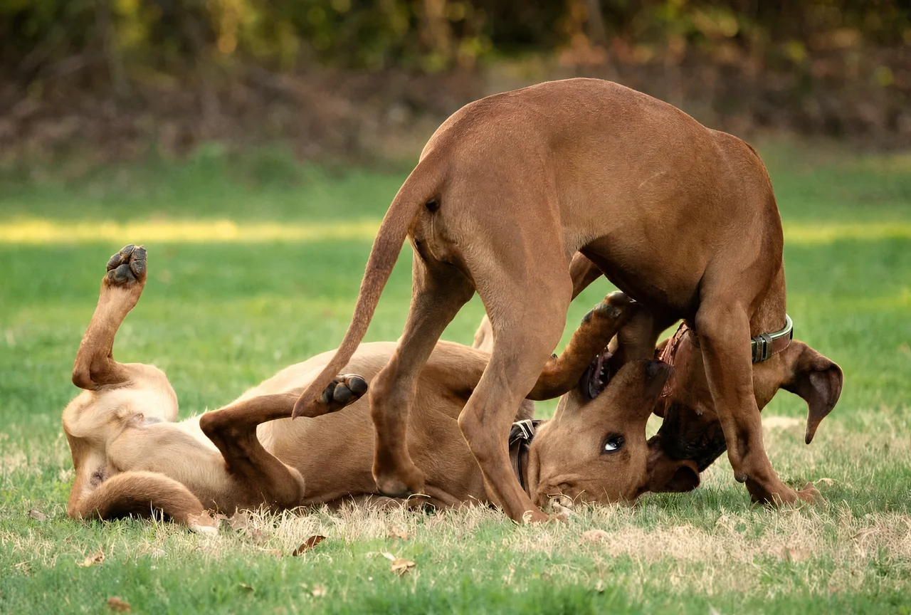 Zwei junge Hunde spielen ausgelassen auf der Trainingswiese