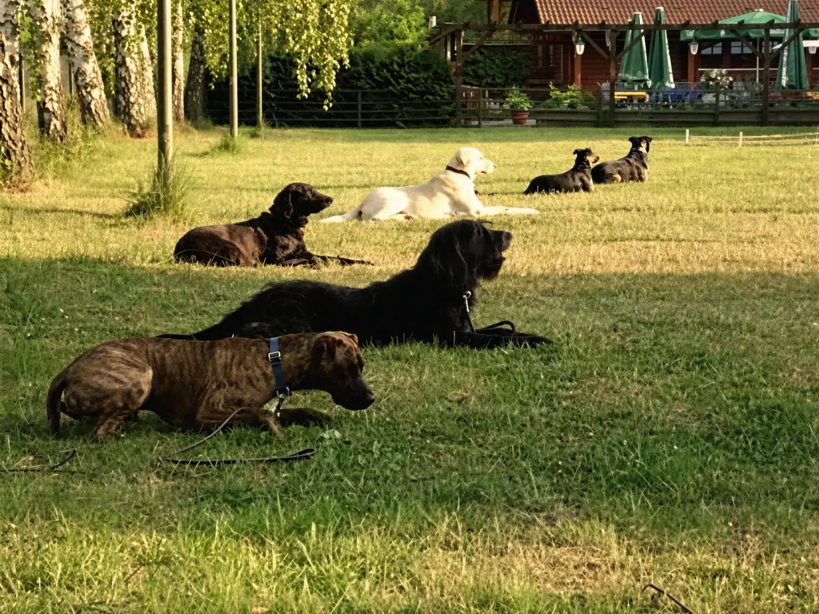 Hundegruppe liegt ruhig im Platz auf dem Trainingsgelände