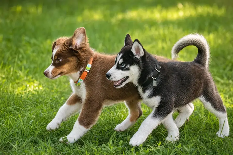 Zwei Husky-Welpen spielen auf der Wiese