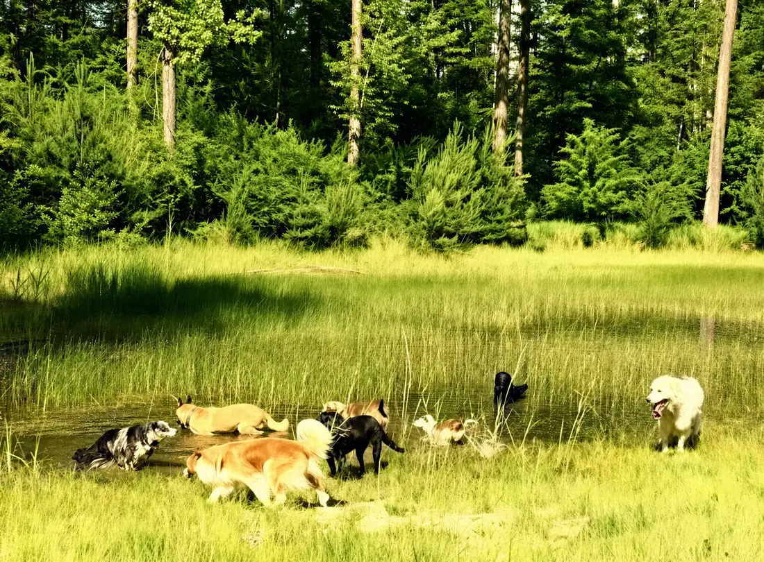 Hunderudel plantscht gemeinsam in einem Auen-Tümpel am Waldrand